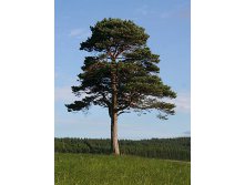 86,7.  Pinus sylvestris.jpg