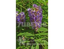 Wisteria frutescens Longwood Purple     2 ltr &#8364; 8,52 638,83..jpg