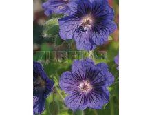 Geranium Blue Blood    &#8364; 0,98 71,54..jpg