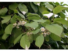 Actinidia arguta Vitikiwi    2 ltr &#8364; 6,81 510,58..jpg