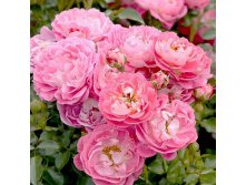 Rosa miniature Charmant.jpg