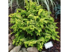 118,4.  Chamaecyparis obtusa Fernspray Gold_P10,5 rond.jpg