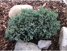 165,9.  Juniperus squamata Tropical Blue.jpg