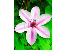 Clematis hybriden Jan Pawel II     II 2 () 2 ltr &#8364; 6,04 453,21..jpg