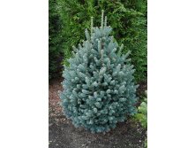 350,7. Abies lasiocarpa Compacta ( 1,5).jpg