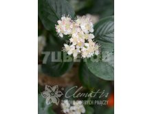 Aronia prunifolia Nero    2 ltr &#8364; 4,42 331,71..jpg