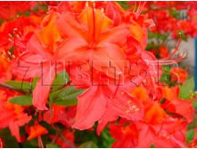 Azalea knap hill Tunis  -  -25C 5 ltr 50-60 &#8364; 14,56 1 092,11..jpg