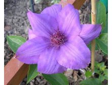 Clematis hybriden Gabriel Narutowicz     2 () 2 ltr &#8364; 6,04 453,21..jpg