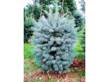 319.  Picea pungens Glauca Super Blue Seedling ( 1,5)