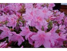 Azalea japonica Geisha    -22C 2 ltr 12-18 &#8364; 7,25 543,77..jpg