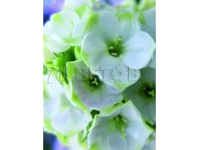 Phlox paniculata Jade    &#8364; 1,76 128,48..jpg