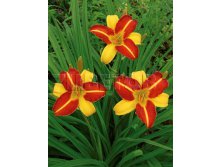 Hemerocallis Frans Hals    &#8364; 0,67 48,91..jpg