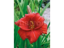 Hemerocallis Chicago Apache    &#8364; 1,19 86,87..jpg