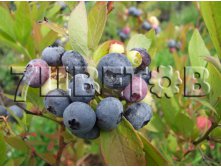 Vaccinium corymbosum Goldtraube    -22C 5 ltr 60-70 &#8364; 13,66 1 024,14..jpg