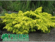 105,7.  Juniperus x pfitzeriana Carbery Gold_P10,5 rond.jpg