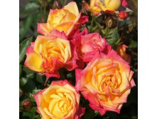 Rosa miniature Little Sunset.jpg