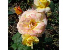 Rosa tea hybrid Canary.jpg