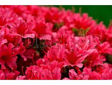 Azalea japonica Rubinstern    -22C 1 ltr 8-12 &#8364; 4,14 310,49..jpg