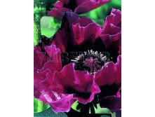 Papaver orientale Harlem    &#8364; 1,41 102,93..jpg