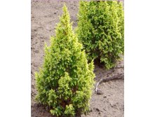 181,7.  Juniperus pingii Hulsdonk Yellow.jpg