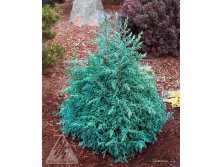 76,1.  Chamaecyparis pisifera Baby Blue_P9 12-15.jpg