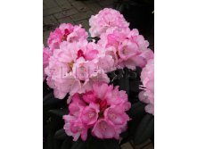 Rhododendron yakushimanum Schneewittchen    -24C 5 ltr 20-25 &#8364; 16,37 1 228,05..jpg