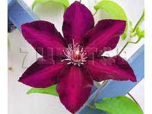 Clematis hybriden Stasik    3 () 2 ltr &#8364; 6,04 453,21..jpg