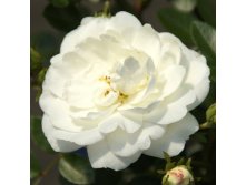 Rosa miniature White Babyflor.jpg