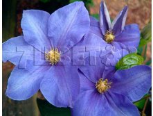 Clematis hybriden Fujimusume    2 () 2 ltr &#8364; 6,57 492,58..jpg