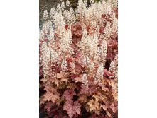 Heucherella Honey Rose    &#8364; 2,82 205,86..jpg