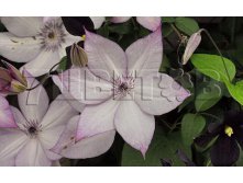 Clematis hybriden Utopia    3 () 2 ltr &#8364; 6,04 453,21..jpg