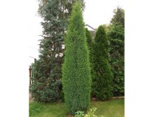 92.  Juniperus communis Suecica.jpg