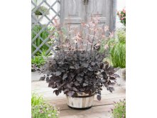 Astilbe Chocolate Shogun.jpg