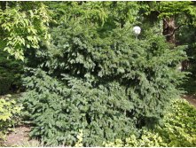 123,6.  Taxus baccata Schwarzgr&#252;n_P10,5 rond.jpg