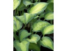 Hosta Pauls Glory    &#8364; 1,16 84,68..jpg