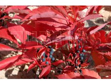 Parthenocissus quinquefolia var. engelmannii     2 ltr &#8364; 4,80 359,83..jpg