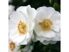 Rosa floribunda Innocencia.jpg