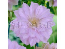 Clematis hybriden Belle of Woking      2 () 2 ltr &#8364; 6,04 453,21..jpg