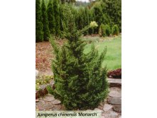 102,5.  Juniperus chinensis Monarch.jpg