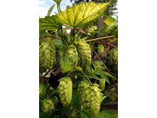 Humulus lupulus Aureus    2 ltr &#8364; 5,52 413,83..jpg