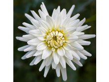 Dahlia Decor White Perfection     &#8364; 0,84 61,32..jpg