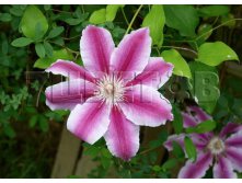 Clematis hybriden Doctor Ruppel     2 () 2 ltr &#8364; 6,04 453,21..jpg