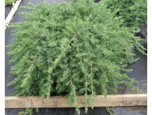 107,8.  Juniperus conferta Blue Pacific_P10,5 rond.jpg