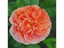 Rosa tea hybrid Chippendale.jpg