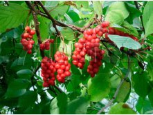 Schisandra chinensis Sadowa No1    &#8470; 1 2 ltr &#8364; 6,76 507,21..jpg