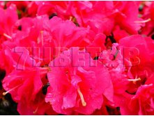 Azalea japonica Canzonetta    -22C 1 ltr 8-12 &#8364; 4,14 310,49..jpg