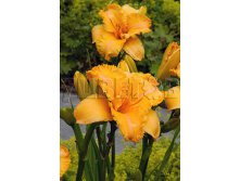 Hemerocallis Colonel Mustard    &#8364; 1,97 143,81..jpg