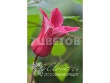 Clematis texensis Happy Diana     3 () 2 ltr &#8364; 6,57 492,58..jpg