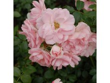 Rosa groundcover Mirato.jpg