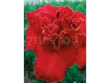 Hemerocallis Moses Fire    &#8364; 1,98 144,54..jpg